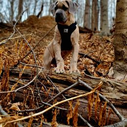 Cane Corso Puppies from Cane Corso Friends