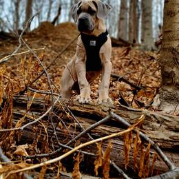 Cane Corso Puppies from Cane Corso Friends