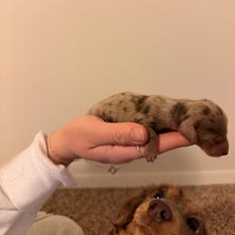 Dachshund Puppies from Fogle Kennels Training Center