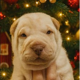Lime collar- Alfredo - Cream male Chinese Shar-Pei puppy in Rome, Pennsylvania from Maynard Hills Chinese Sharpeis