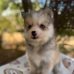 Snickers - Wolf sable male Pomsky puppy in Mesa, Arizona from Platinum Pomskies