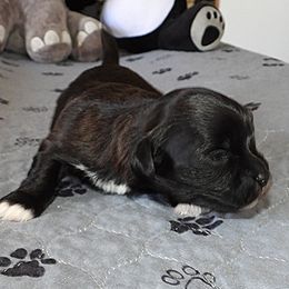 Summer - Black female Havanese puppy in Salt Lake City, Utah from Steal Your Heart Havanese
