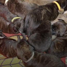 Bullmastiffs from Aspen Ridge Bullmastiffs