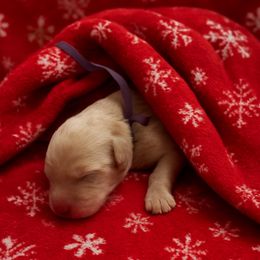 Abigail - Gold female Morkie puppy in Winston Salem, North Carolina from Patty’s Paws