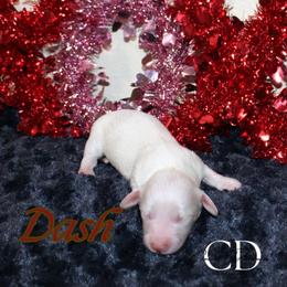 Dash - Red male Dachshund puppy in Huntington, Texas from Camacho_Dachshunds