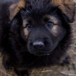 German Shepherd Puppies from Journey's German Shepherds (Kennel Vom Himmel)