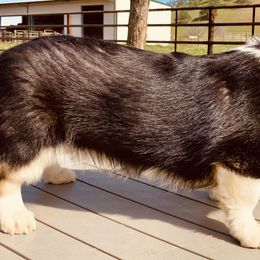Pembroke Welsh Corgi Puppies from Boehm’s Pembroke corgis