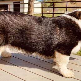 Pembroke Welsh Corgi Puppies from Boehm’s Pembroke corgis