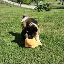 Akita Puppies from TLC Akitas
