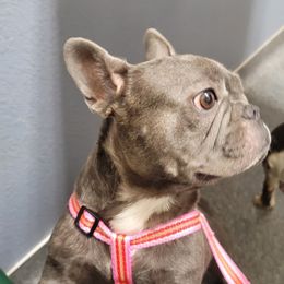 Delilah - French Bulldog