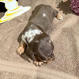 Dapple female - Dapple female Dachshund puppy in Pleasant Plains, Arkansas from JGBs Silver Spur Dachshunds