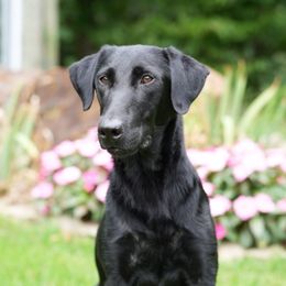 Shiloh - Labrador Retriever