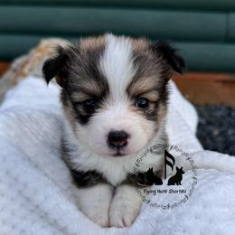 Banyan Full Fluffy With A Tail - Sable male Pembroke Welsh Corgi puppy in Casper, Wyoming from Flying Note Shorties