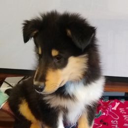 Collie Puppies from Kingsgift Collies