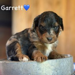 Garrett - Blue merle male Aussiedoodle puppy in Lancaster, Minnesota from Finney Ranch