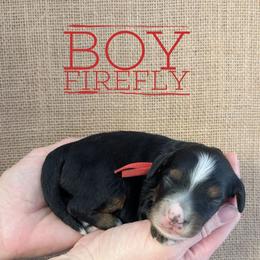 Firefly - Tri-color male Bernedoodle puppy in Cambridge, Minnesota from Country Meadow Doodles