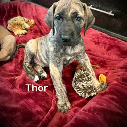 THOR - Brindle male Great Dane puppy in Aldie, Virginia from High Point Mountain Danes