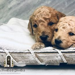 Goldendoodle and Poodle Puppies from Reddy Poodles & Doodles