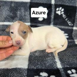 Azure - White and fawn male Italian Greyhound puppy in Parsons, Kansas from Feathered Cactus Farm