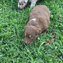 Everly - Red tri-color female Australian Shepherd puppy in Marengo, Indiana from J&J Kennel