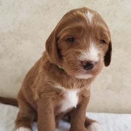 Goldendoodle Puppies from Golden Law Kennels