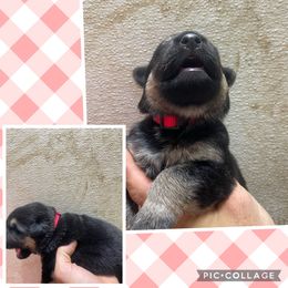 German Shepherd Puppies from Das Müller Hund Haus