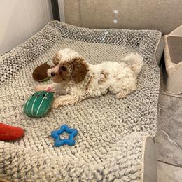 Cookie - Blenheim female Cavapoo puppy in Sugarcreek, Ohio from True Hearted Doodles