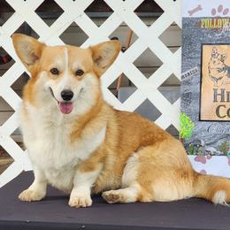 Pembroke Welsh Corgi puppies from Hilltop Corgis