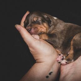 Kelley's Rocket Man (Elton) - Red tri male Miniature Australian Shepherd puppy in Tallahassee, Florida from The Kelley Crew