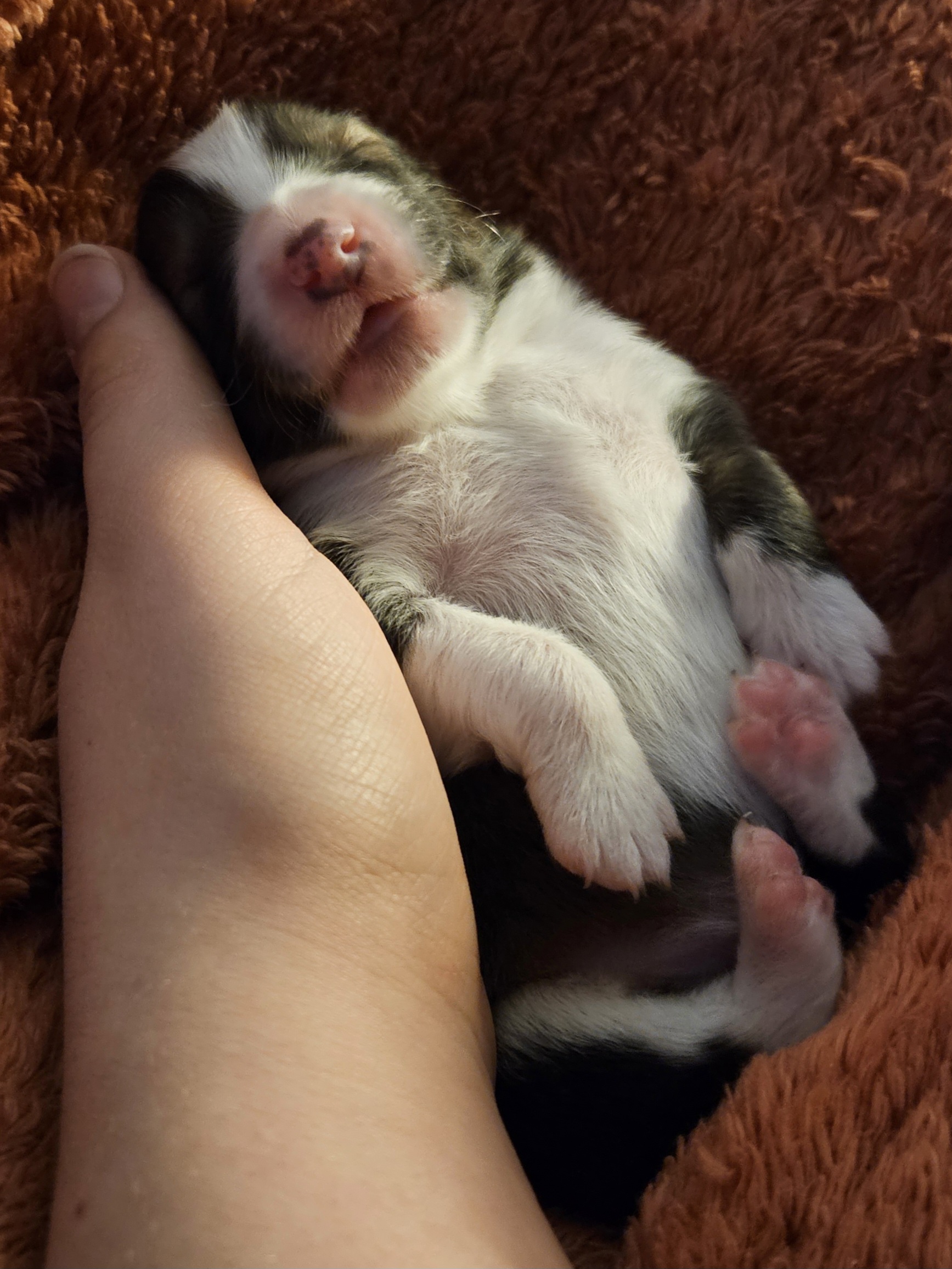 Shetland Sheepdog Puppies from Henotic Homestead's Shetland Sheepdogs