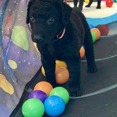 Curly-Coated Retrievers from Full Curl Retrievers