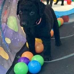 Curly-Coated Retrievers from Full Curl Retrievers