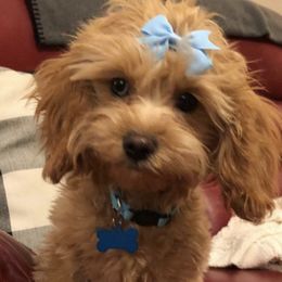 Daisy - Cavapoo