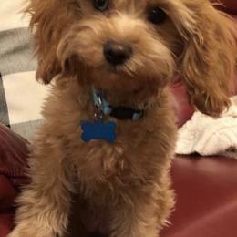 Daisy - Cavapoo