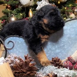 Green Collar - Male - Black and red male German Shepherd puppy in Charlotte, North Carolina from Zuflucht K9s
