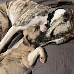 Whippet Puppies from Tigger’s Whippets