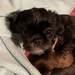 Molly - Shih Tzu