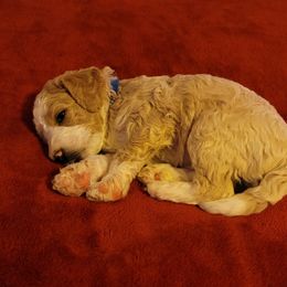 Boy 1 - Goldendoodle puppy in Odell, Nebraska from Kat and Kadoodles