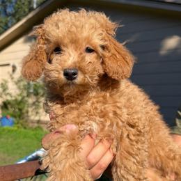 Theodore - Apricot male Poodle puppy in Chattanooga, Tennessee from Joyfull Pals