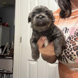 Misty - Blue female Shih Tzu puppy in Boiling Springs, South Carolina from Sherry Whiteside's Shih Tzus