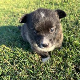 Sophia - Brindle and white female American Corgi puppy in Madison, North Carolina from Montgomery Corgis