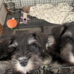 Boy 2 - Black and silver male Miniature Schnauzer puppy in Shenandoah Junction, West Virginia from Majestically Made