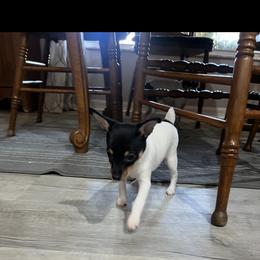 Pup B - White black and tan female Toy Fox Terrier puppy in Clermont, Florida from Debbie Hiles's Toy Fox Terriers