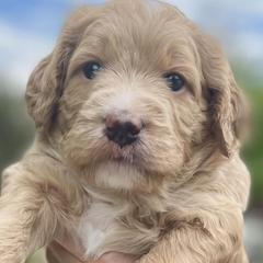 Double Doodle Puppies from Riverside Doodles in Seattle