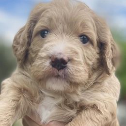 Double Doodle Puppies from Riverside Doodles in Seattle