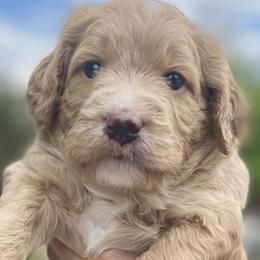 Double Doodle Puppies from Riverside Doodles in Seattle