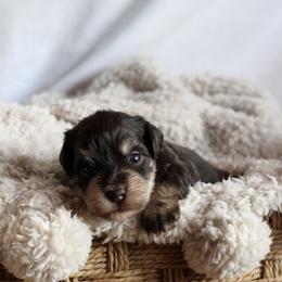 Miniature Schnauzer Puppies from ROYAL PUPS - THRONEBERRY FAMILY FARMS