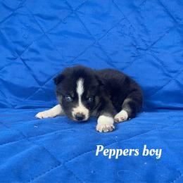 Boy 1 - Black and white male Siberian Husky puppy in Ocala, Florida from Florida Husky Puppies
