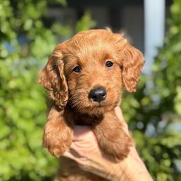 Charlie - Red  male Goldendoodle puppy in Tucson, Arizona from Adored Poodle & Doodles
