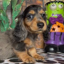 Jinx - Dapple male Dachshund puppy in Floresville, Texas from Muddy River Dachshunds